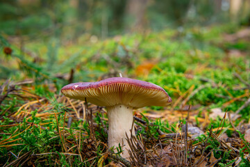 herring dove mushroom with gills growing in the autumn forest.