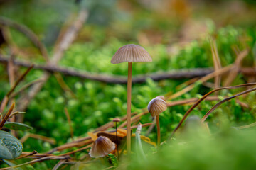 inedible mushrooms growing in a group next to each other, forest in autumn.