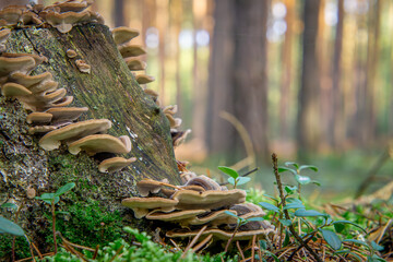 mushrooms growing on the bark of a tree, mushrooms on a cut down tree in the autumn forest. © Adam
