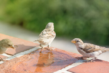 The house sparrow (Passer domesticus). Birds in the urban environment.