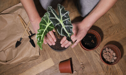replanting domestic flowers in pots at home. male hands working with flowers, tools for transplanting nearby