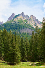 Obraz premium Mountain landscape with green meadow, surrounded by pine forests and snow-capped peaks under clear sky. Tatra mountains in Zakopane, Poland. Giewont summit