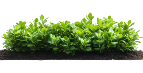 a green bush in dirt