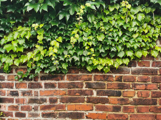 old brick wall with green leaves