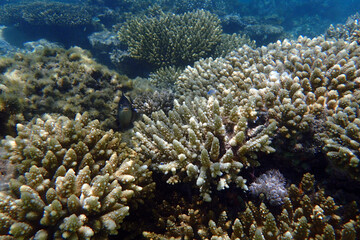 marine life in the Red Sea Egypt, hurghada
