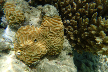brain coral animal from the Egypt