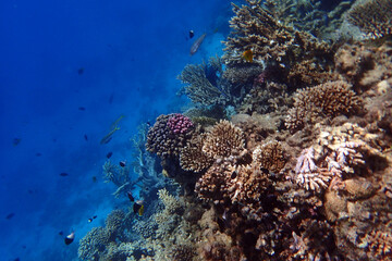 marine life in the Red Sea Egypt, hurghada