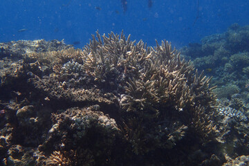 marine life in the Red Sea Egypt, hurghada