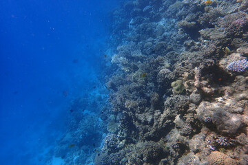marine life in the Red Sea Egypt, hurghada