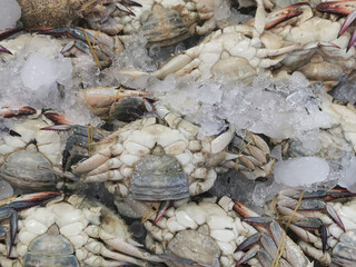 fishes and other animals from  the red sea