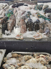 fishes and other animals from  the red sea