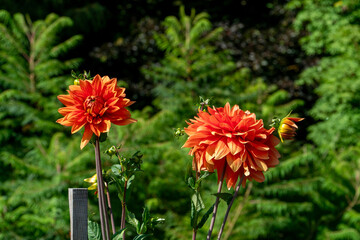 The vibrant hues of red and orange dahlias are showcased in a close-up. Their vibrant colors stand out against the natural backdrop of lush green ornamental tree foliage on a sunny summer day.