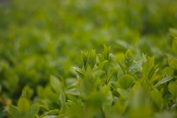 green grass background