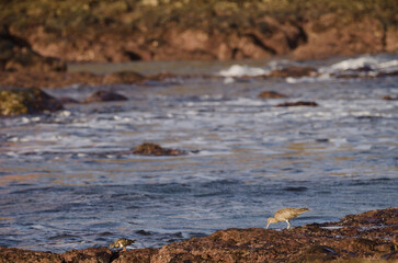 Eurasian whimbrel Numenius phaeopus to the right and ruddy turnstone Arenaria interpres to the left. Galdar. Gran Canaria. Canary Islands. Spain.