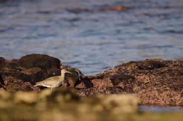 Eurasian whimbrel Numenius phaeopus. Los Dos Roques. Galdar. Gran Canaria. Canary Islands. Spain.