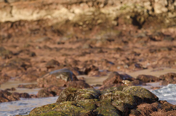 Ruddy turnstone Arenaria interpres. Los Dos Roques. Galdar. Gran Canaria. Canary Islands. Spain.