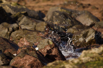 Ruddy turnstone Arenaria interpres. Los Dos Roques. Galdar. Gran Canaria. Canary Islands. Spain.