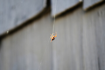 spider making spider web