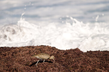 Eurasian whimbrel Numenius phaeopus searching for food. Los Dos Roques. Galdar. Gran Canaria. Canary Islands. Spain.