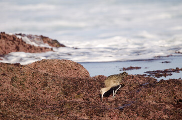 Eurasian whimbrel Numenius phaeopus searching for food. Los Dos Roques. Galdar. Gran Canaria. Canary Islands. Spain.