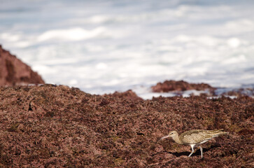 Eurasian whimbrel Numenius phaeopus. Los Dos Roques. Galdar. Gran Canaria. Canary Islands. Spain.