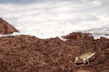 Eurasian whimbrel Numenius phaeopus searching for food. Los Dos Roques. Galdar. Gran Canaria. Canary Islands. Spain.