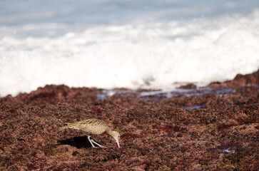 Eurasian whimbrel Numenius phaeopus searching for food. Los Dos Roques. Galdar. Gran Canaria. Canary Islands. Spain.