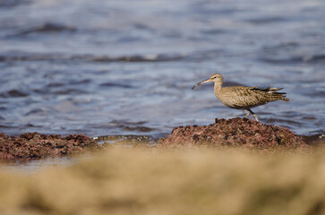 Eurasian whimbrel Numenius phaeopus. Los Dos Roques. Galdar. Gran Canaria. Canary Islands. Spain.