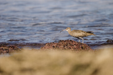 Eurasian whimbrel Numenius phaeopus swallowing a prey. Los Dos Roques. Galdar. Gran Canaria. Canary Islands. Spain.