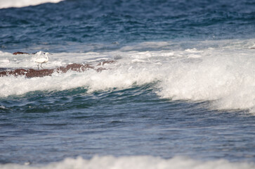 Little egret Egretta garzetta among the waves. Los Dos Roques. Galdar. Gran Canaria. Canary Islands. Spain.