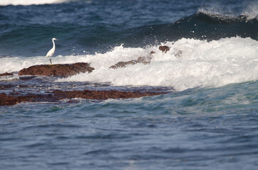 Naklejka premium Little egret Egretta garzetta. Los Dos Roques. Galdar. Gran Canaria. Canary Islands. Spain.