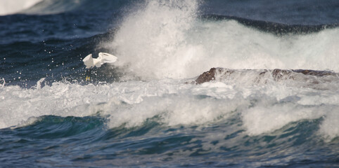 Little egret Egretta garzetta taking flight among the waves. Los Dos Roques. Galdar. Gran Canaria. Canary Islands. Spain.