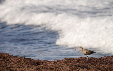 Eurasian whimbrel Numenius phaeopus. Los Dos Roques. Galdar. Gran Canaria. Canary Islands. Spain.
