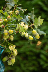 Herbstliche Eichenzweige und Hopfenranken, Nahaufnahme, close-up