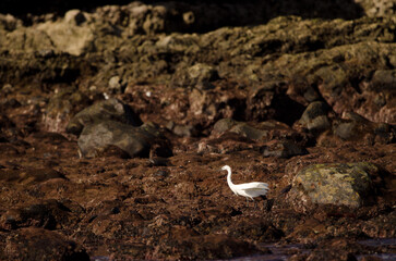 Little egret Egretta garzetta. Los Dos Roques. Galdar. Gran Canaria. Canary Islands. Spain.