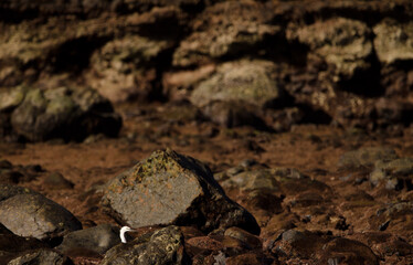 Little egret Egretta garzetta. Los Dos Roques. Galdar. Gran Canaria. Canary Islands. Spain.
