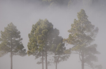 Canary Island pines Pinus canariensis in the fog. Gran Canaria. Canary Islands. Spain.