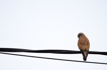 Male common kestrel Falco tinnunculus canariensis. Gran Canaria. Canary Islands. Spain.