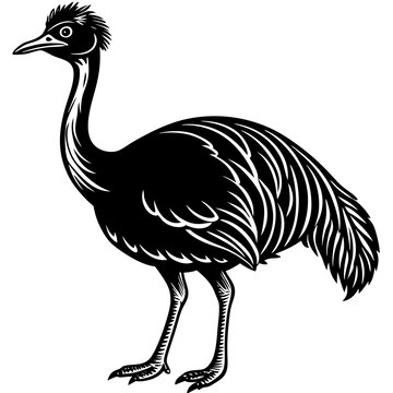 recommend clip art: cassowary isolated on white