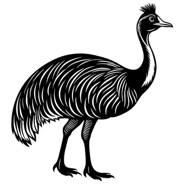 recommend clip art: cassowary isolated on white