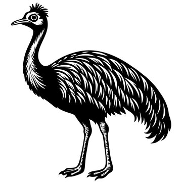 recommend clip art: cassowary isolated on white