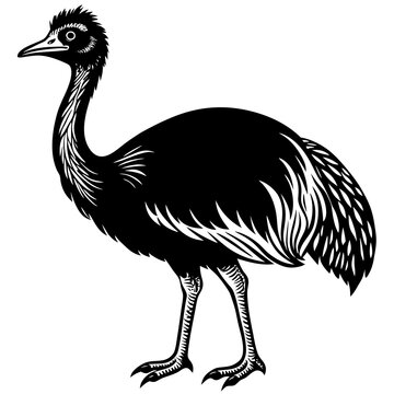 recommend clip art: cassowary isolated on white