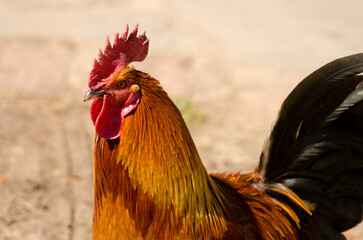 Male chicken Gallus domesticus. Gran Canaria. Canary Islands. Spain.