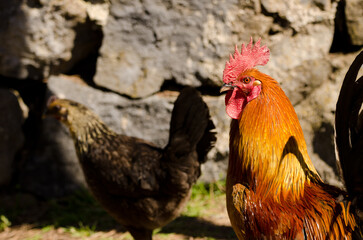 Male chicken Gallus domesticus and female in the background. Gran Canaria. Canary Islands. Spain.