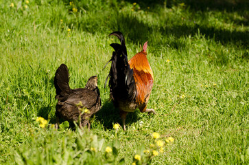 Chickens Gallus domesticus walking in a meadow. Gran Canaria. Canary Islands. Spain.
