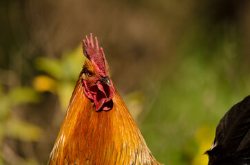 Male chicken Gallus domesticus. Gran Canaria. Canary Islands. Spain.