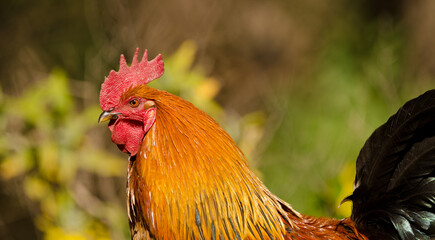 Male chicken Gallus domesticus. Gran Canaria. Canary Islands. Spain.