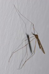Crane fly Tipula sp. Gran Canaria. Canary Islands. Spain.