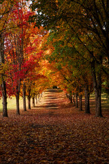 Naklejka premium Beautiful autumn scenery of an alley within forests, colorful trees, leaves and foliage, fall vibes, high quality fall nature park picture for download.