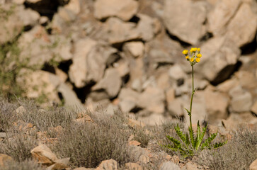 Sonchus acaulis in flower. Integral Natural Reserve of Inagua. Tejeda. Gran Canaria. Canary Islands. Spain.